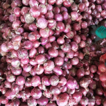 China red onion new season supply, fresh onion 50-70 export 2021